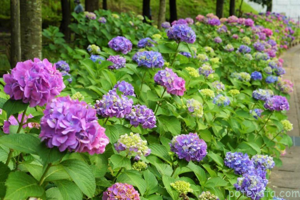 岩ヶ池公園の紫色の紫陽花