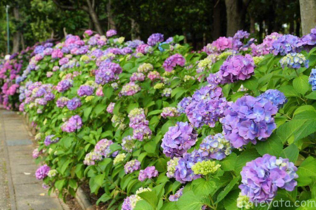 色とりどりの紫陽花