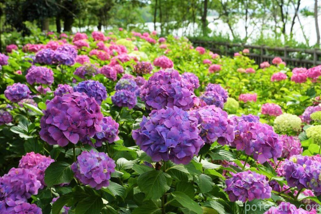 岩ヶ池公園に咲く紫陽花