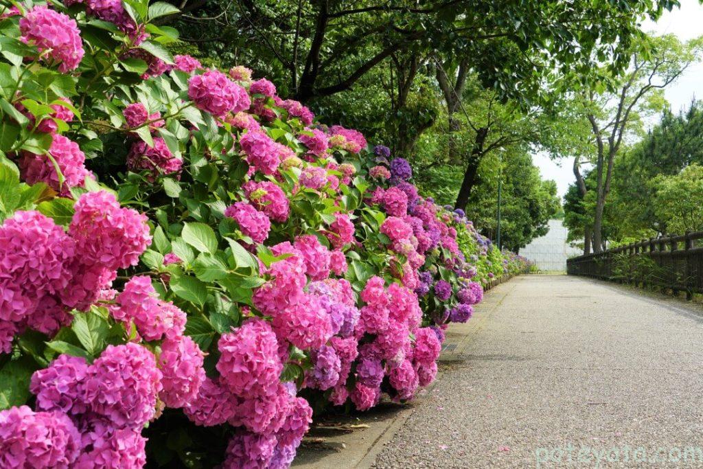 道の奥まで続く紫陽花の道