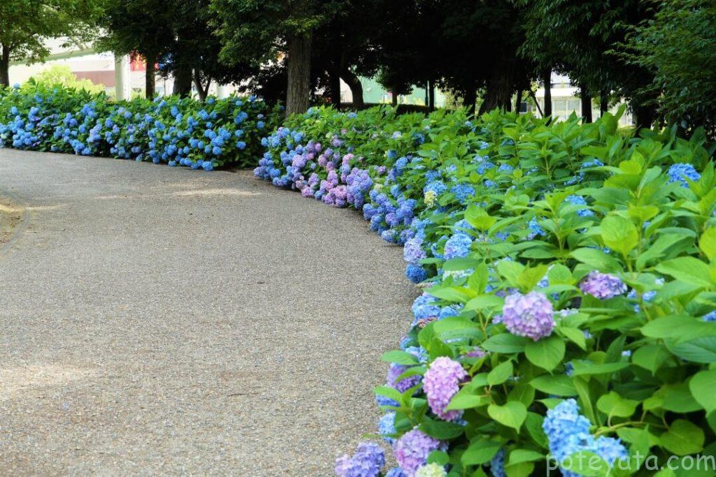 岩ヶ池公園のカーブに咲く紫陽花