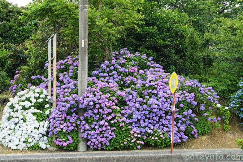 道路標識より高く積みあがる紫陽花