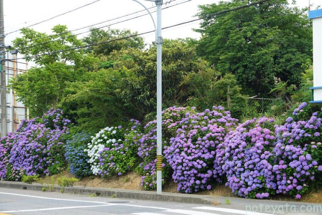 東郷町の道路沿いにある紫陽花