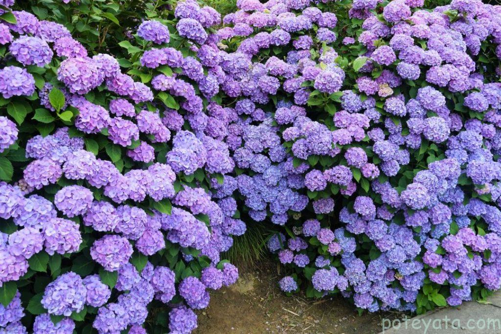 紫陽花の間にある隙間