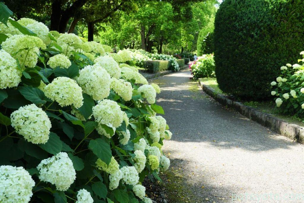 アナベルが咲く道