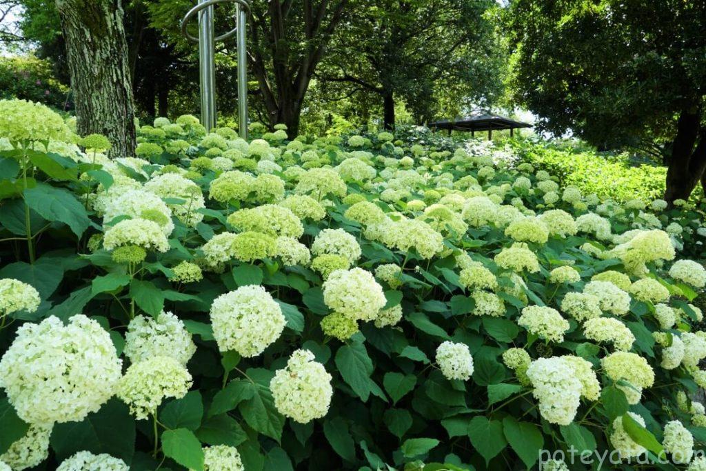 市民四季の森に咲くアナベル