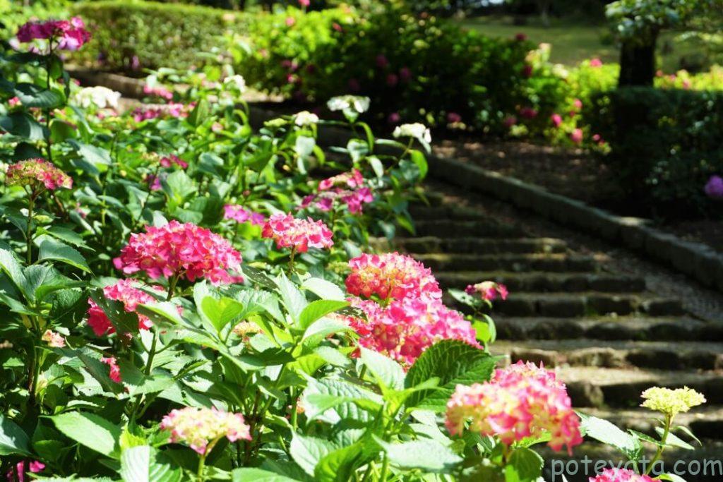 階段横に咲く紫陽花