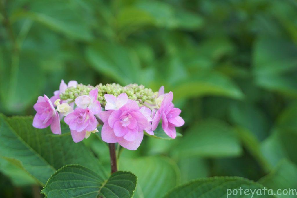 ピンクの紫陽花のアップ