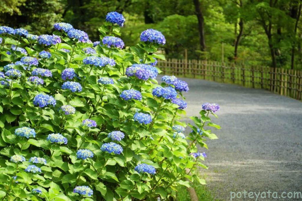 道沿いに咲く青い紫陽花