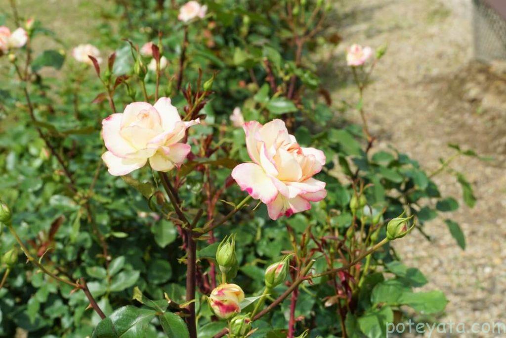 薄ピンクの薔薇