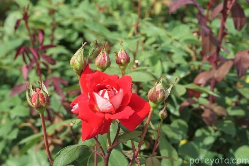 市民四季の森に咲く赤いバラ
