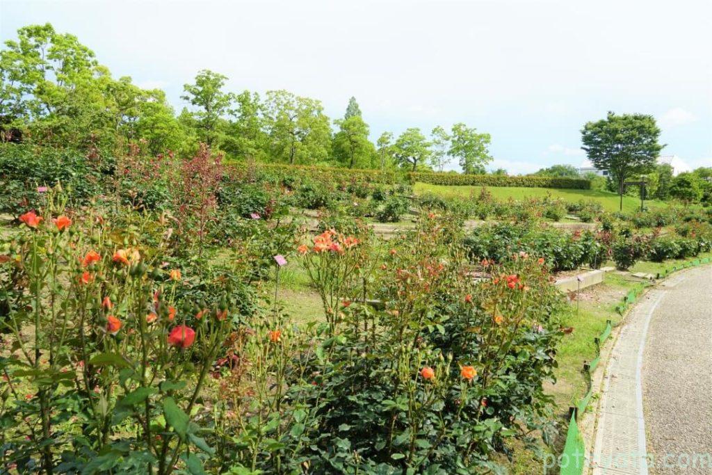 市民四季の森の咲き終わりの薔薇