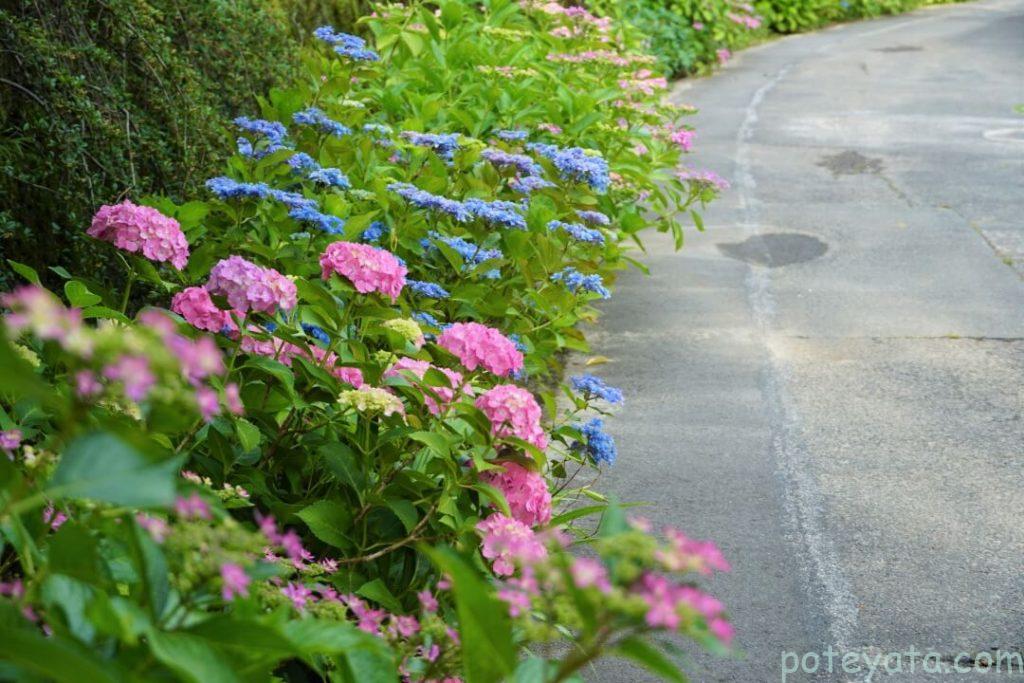 ピンクと青の紫陽花