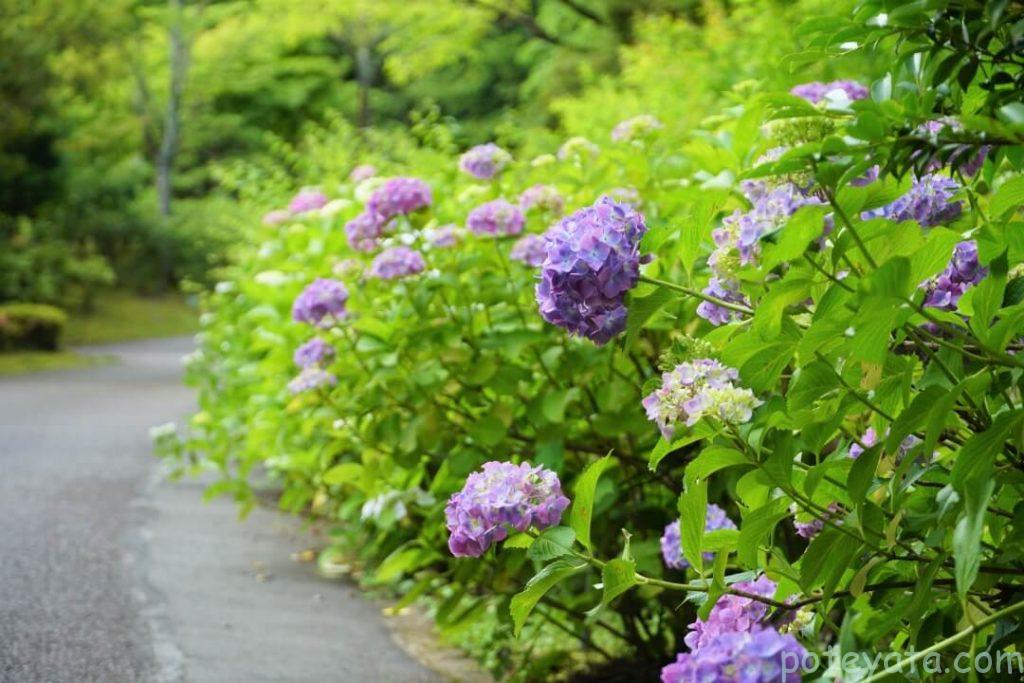 道の横から顔を出す紫陽花