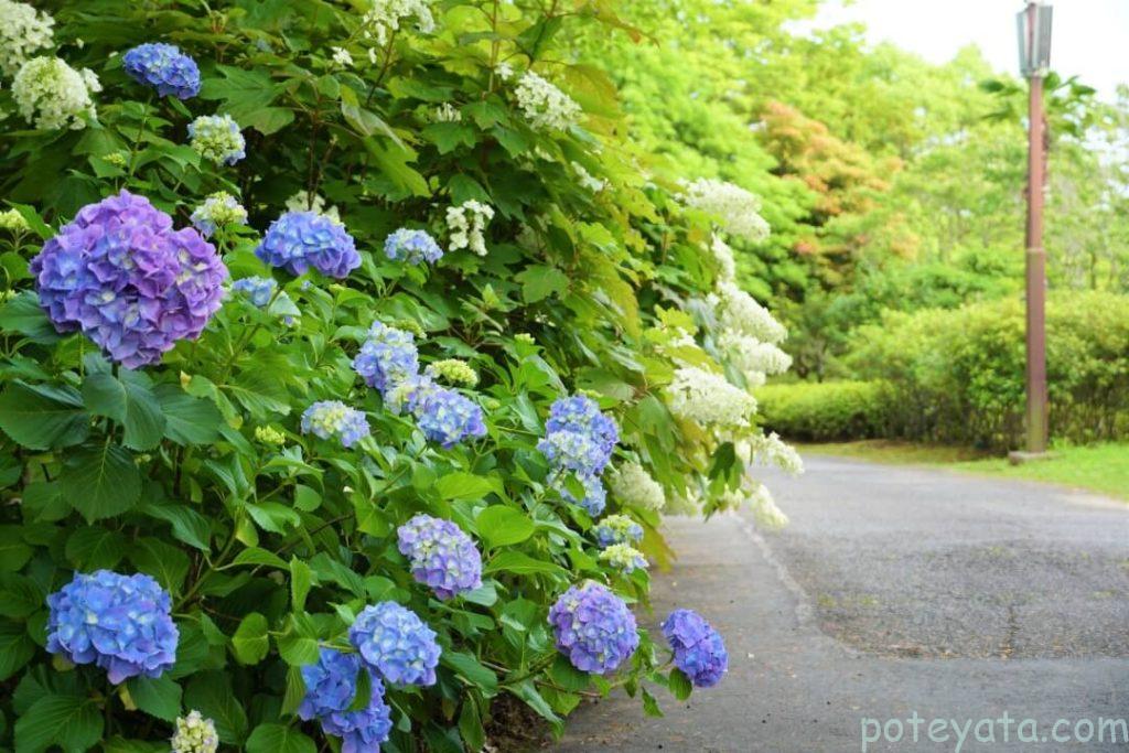 グリーンピア春日井の道横に咲く紫陽花