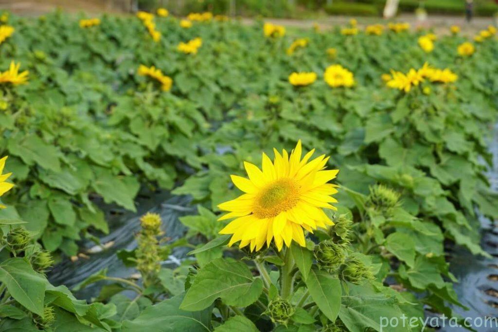 グリーンピア春日井に咲く向日葵