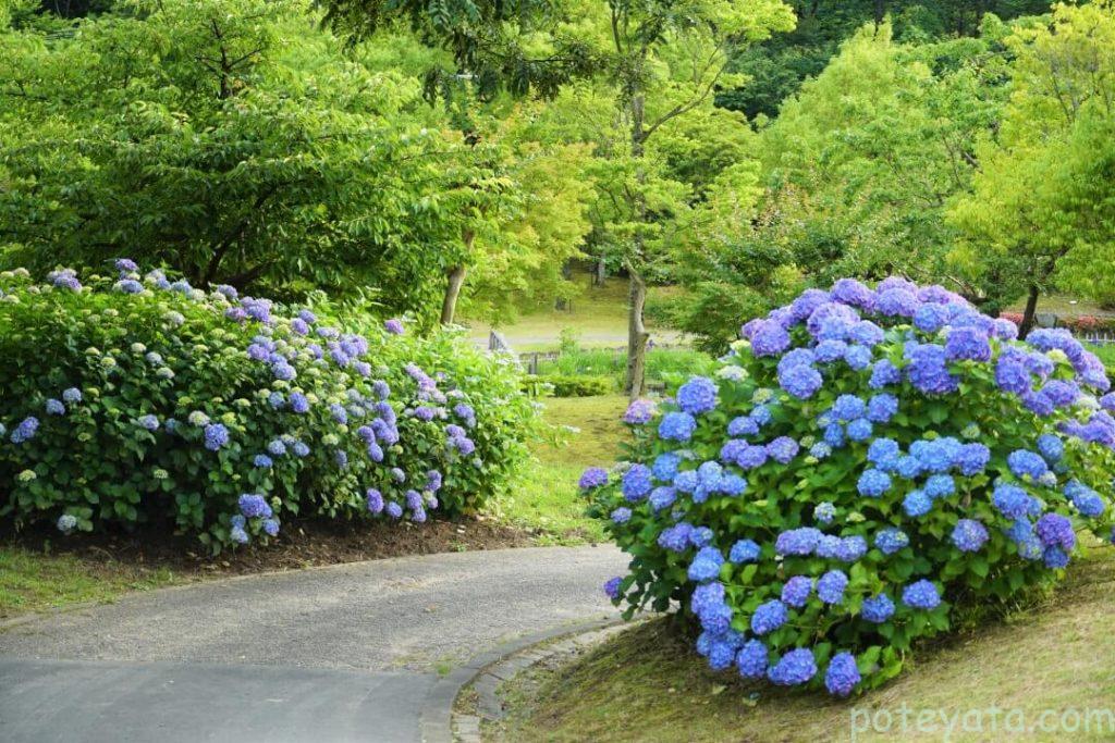 グリーンピア春日井の道を挟むように咲く紫陽花