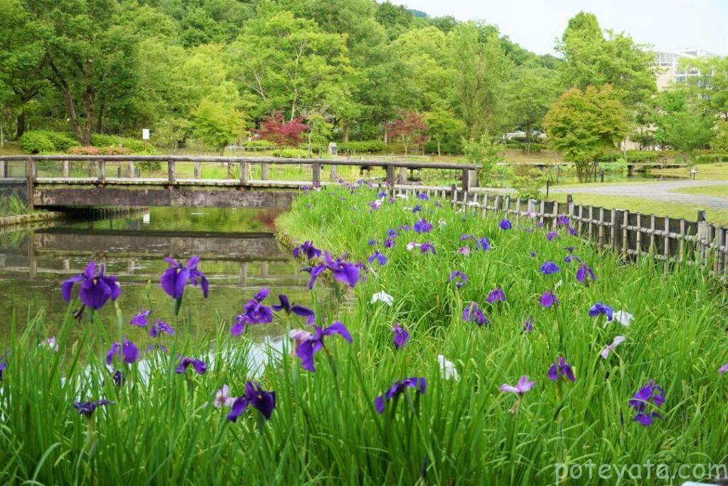 グリーンピア春日井に咲くハナショウブ