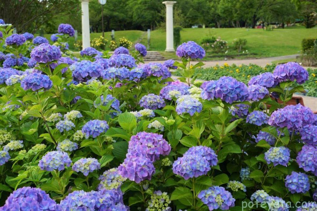 グリーンピア春日井に咲くたくさんの紫陽花