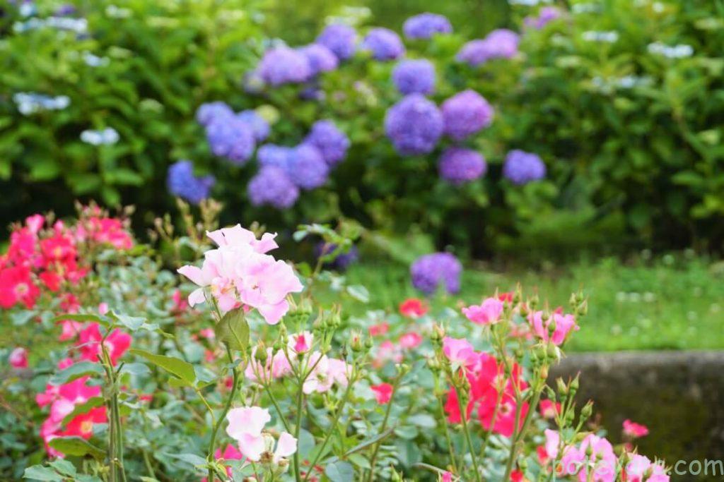 グリーンピア春日井に咲くバラ