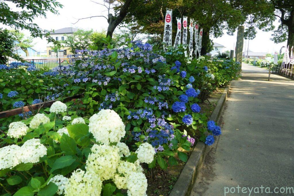 音楽寺の参道に咲く紫陽花