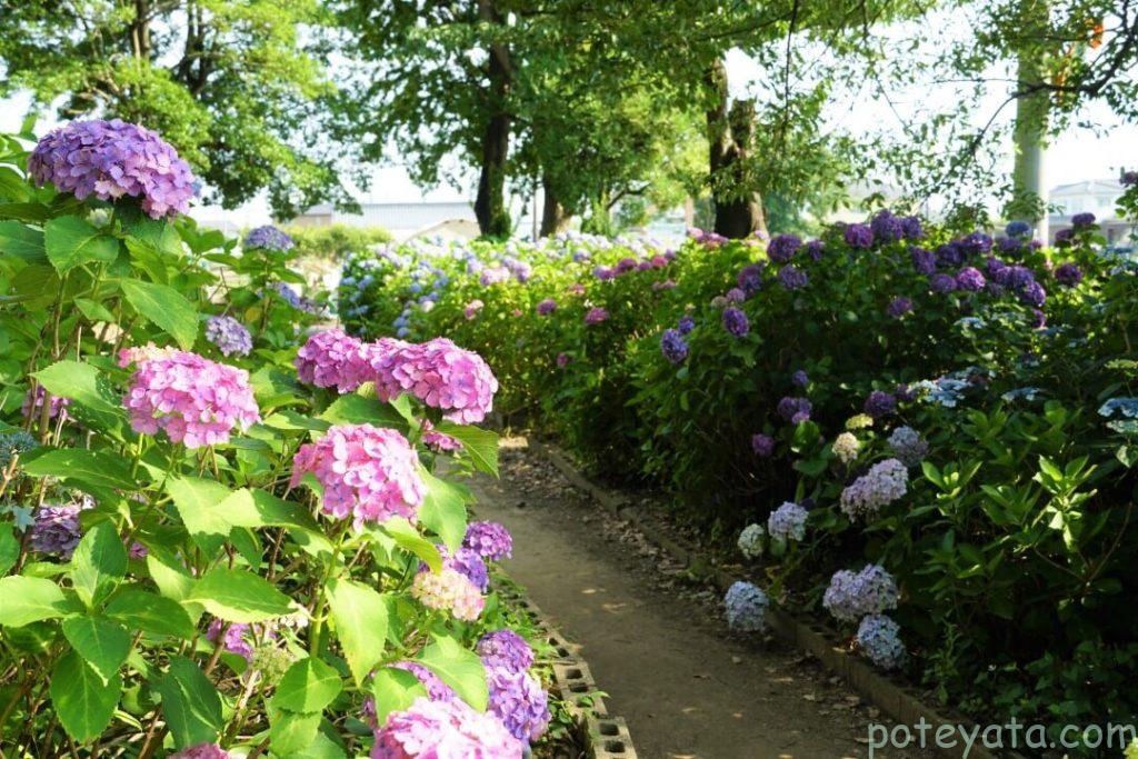 音楽寺の裏手に咲く紫陽花