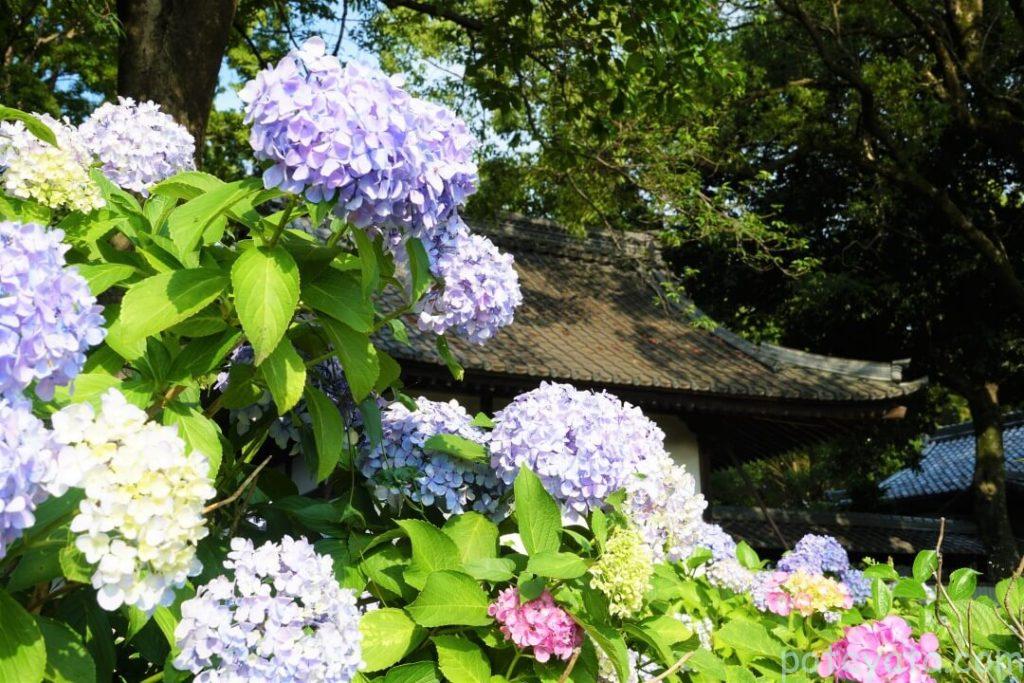 音楽寺に咲く紫陽花
