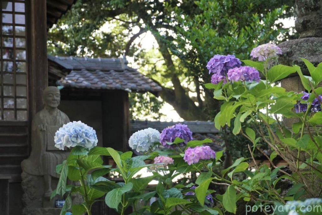 石像の前に咲く紫陽花