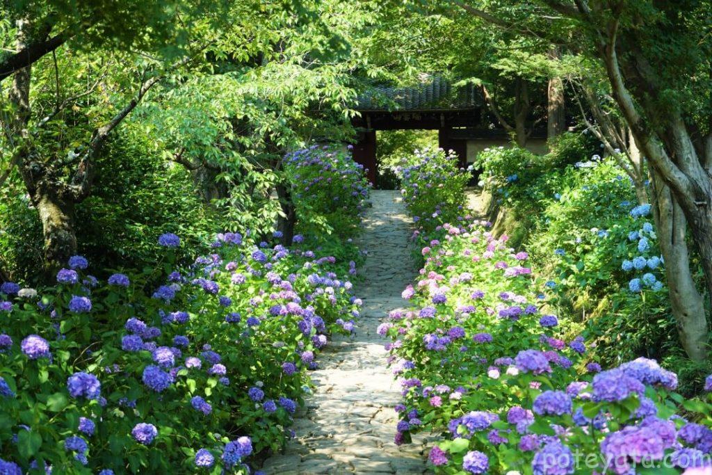 本光寺の参道に咲く紫陽花
