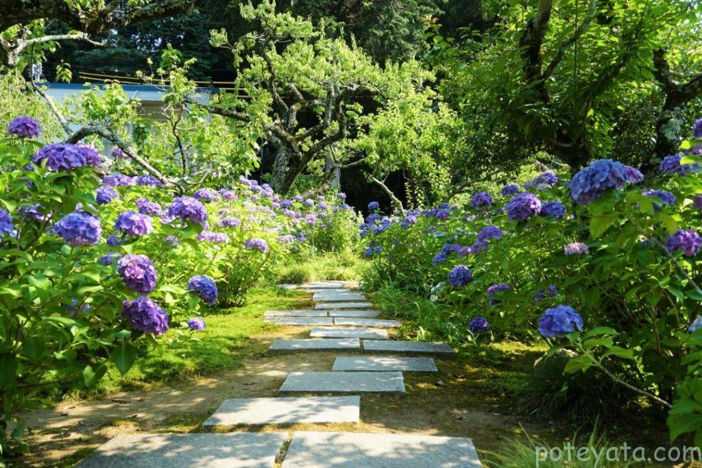 本光寺の中庭の紫陽花