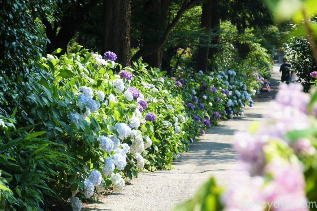 本光寺の道横に咲く紫陽花
