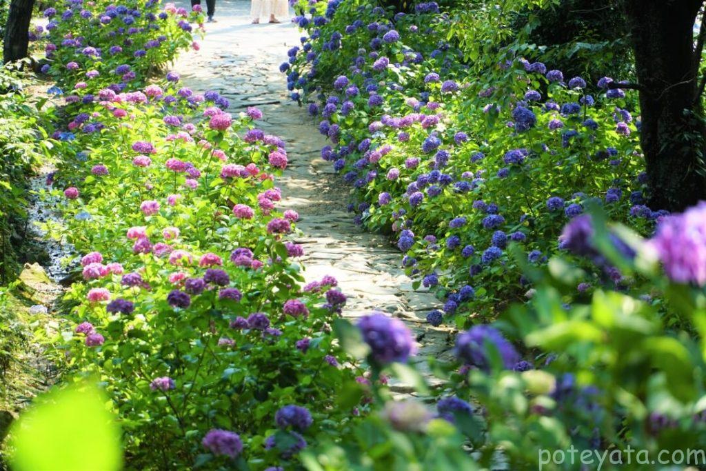 参道の上からみた紫陽花