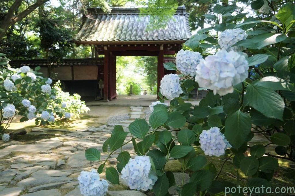 本光寺の山門の後ろに咲く紫陽花