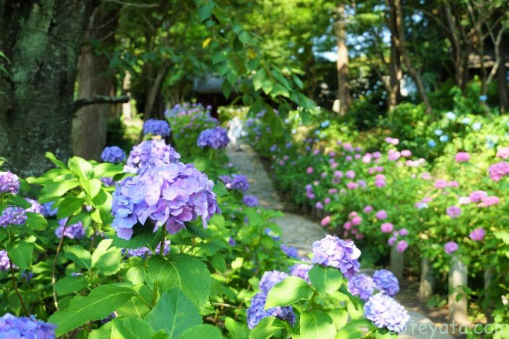 本光寺の参道横に咲く紫陽花