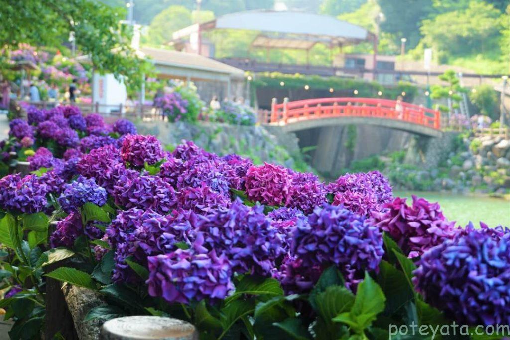 赤い橋と紫の紫陽花