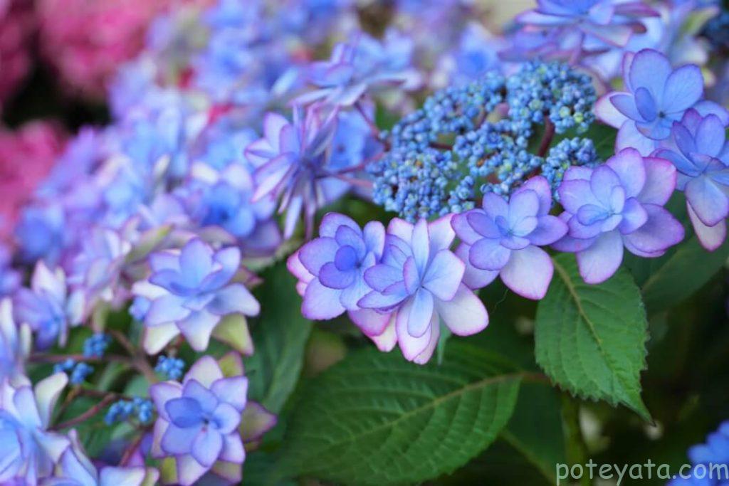 ガクアジサイの接写