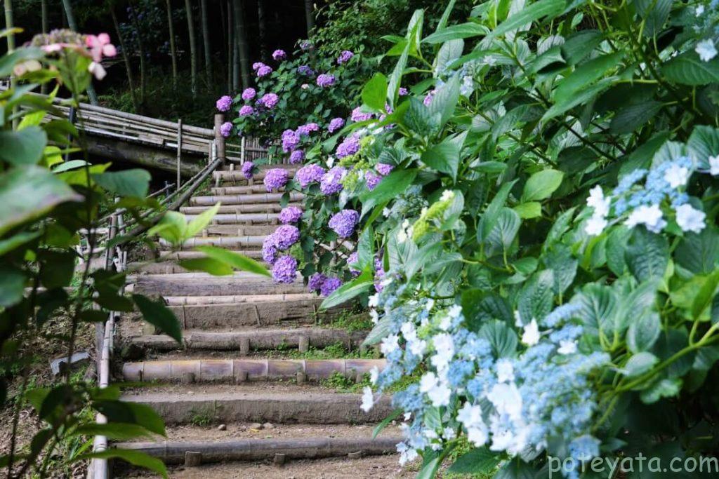 登り階段から見る紫陽花
