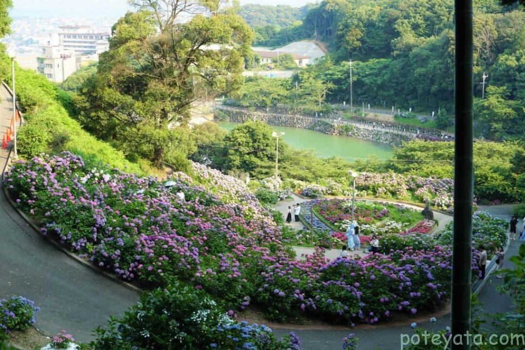 あじさいの里の紫陽花ガーデン