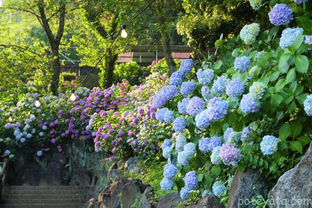あじさいの里に咲く満開の紫陽花