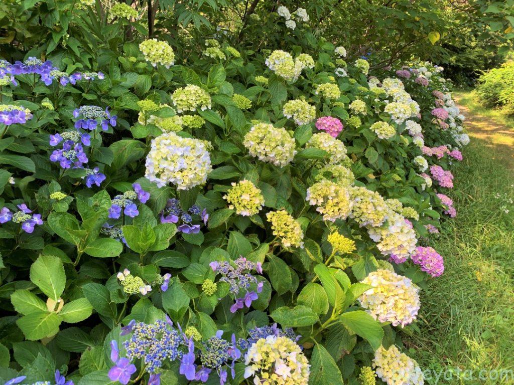 桧原公園の道に咲く紫陽花