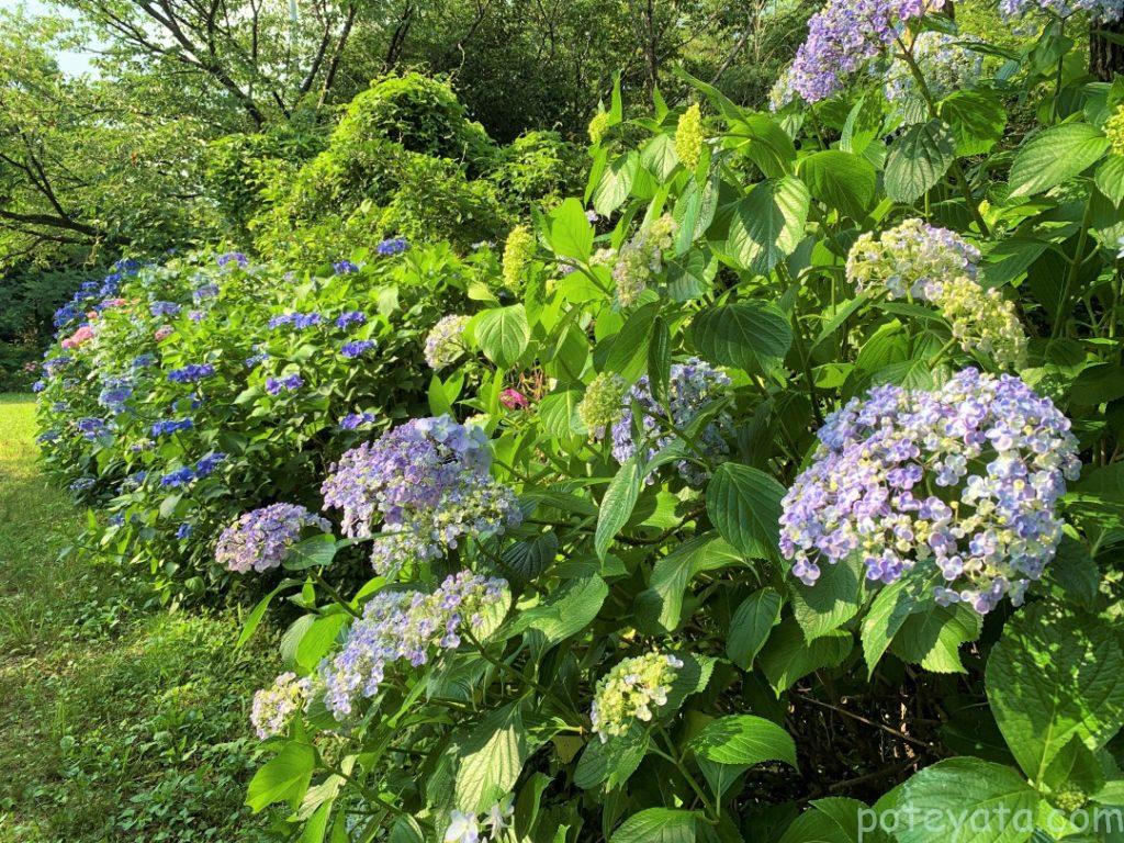 桧原公園に咲く紫陽花