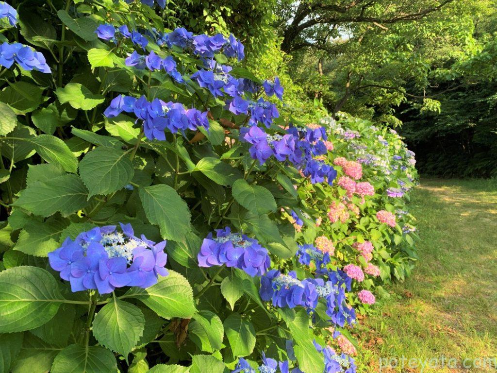 桧原公園の山道にある紫陽花