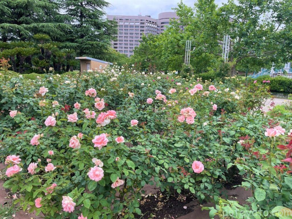 鶴舞公園に咲くピンクの薔薇
