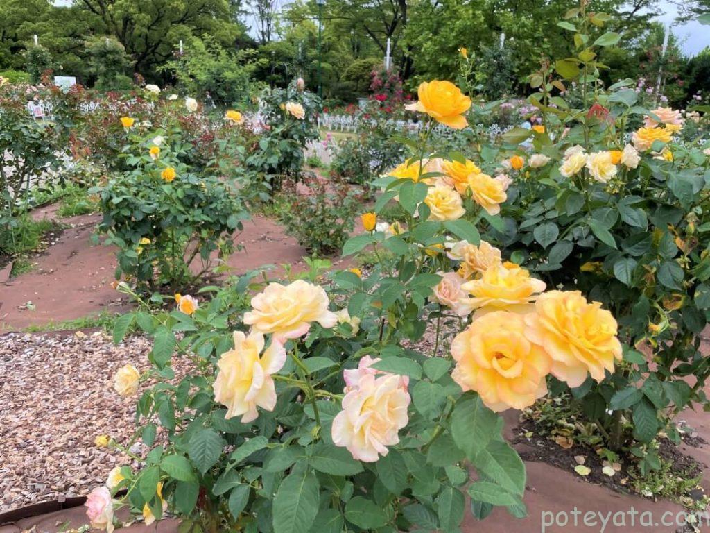 鶴舞公園に咲く黄色い薔薇