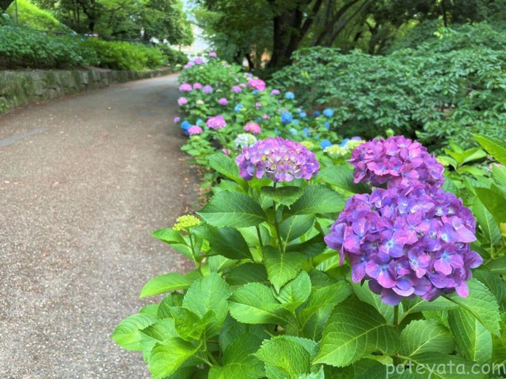 鶴舞公園に咲く紫陽花