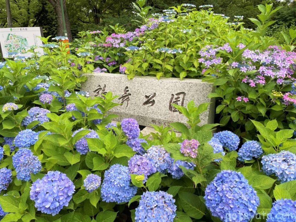 鶴舞公園の入り口に咲く紫陽花