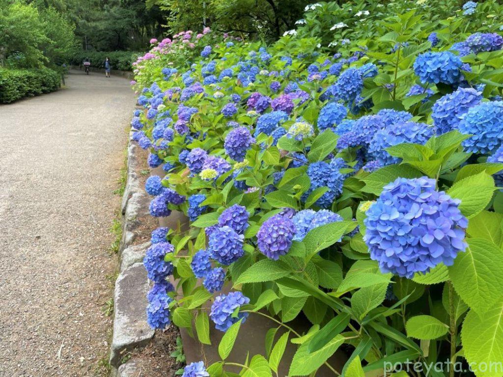 鶴舞公園のセイヨウアジサイ