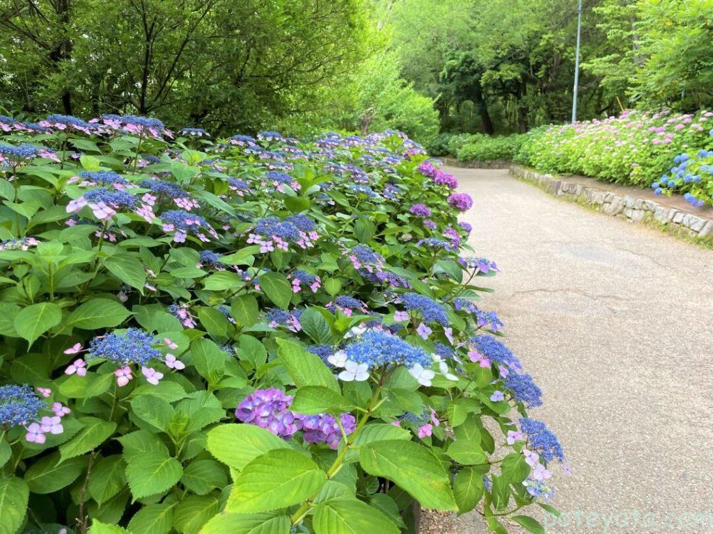 鶴舞公園に咲くガクアジサイ