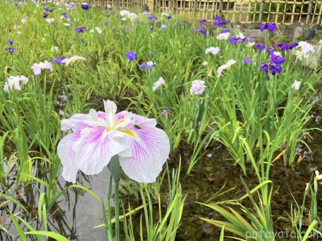 鶴舞公園に咲く花しょうぶ