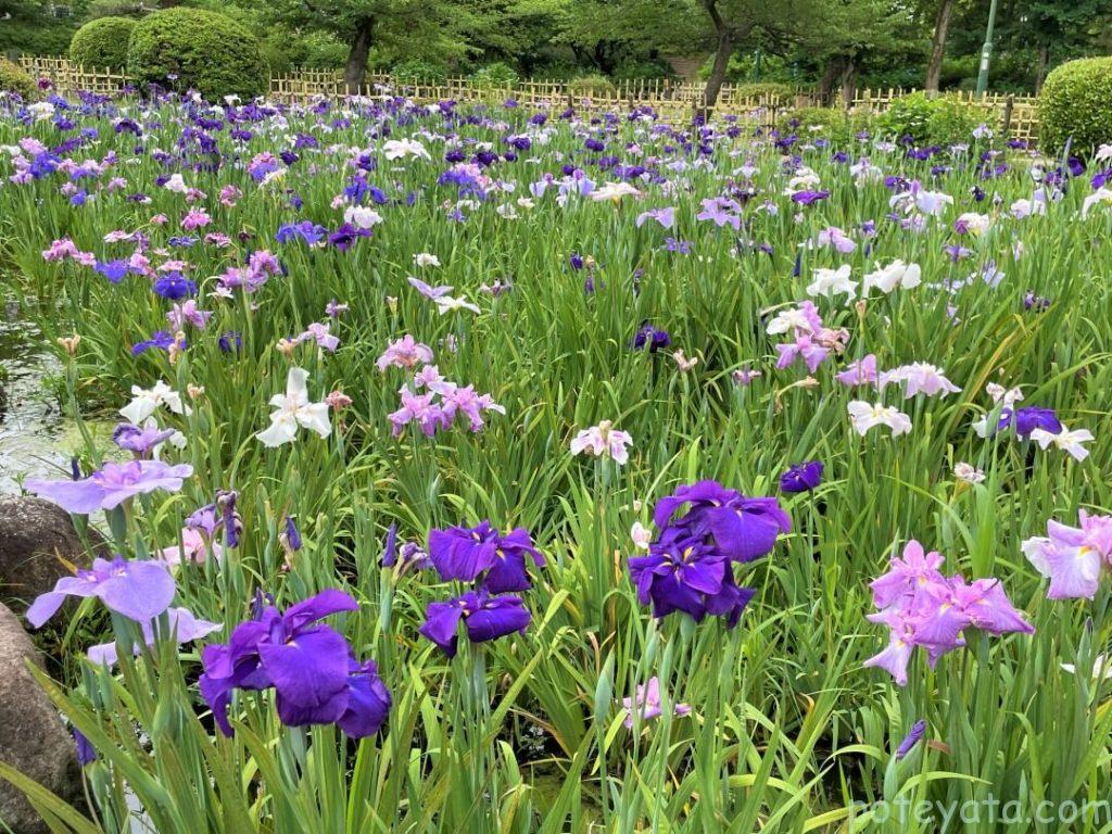 鶴舞公園の花しょうぶの群生
